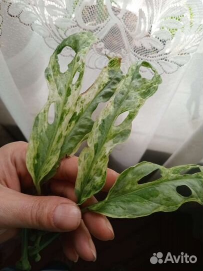 Монстера индо минт