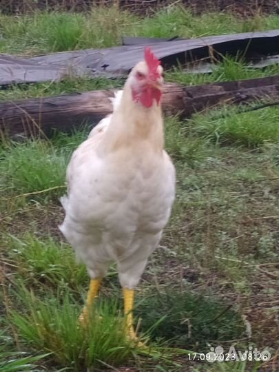 Молодые петушки