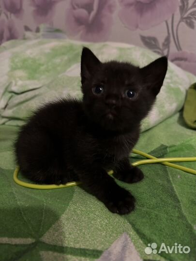 Британские котята