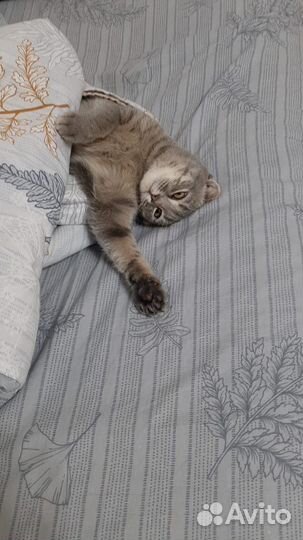 Британская кошка