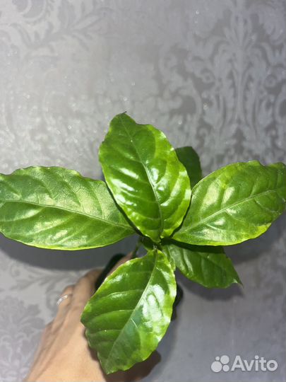 Псевдоэрантемум