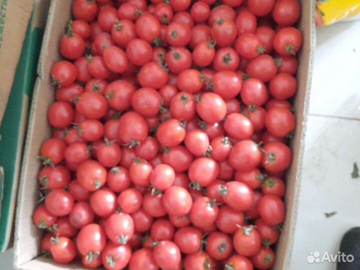 Помидоры