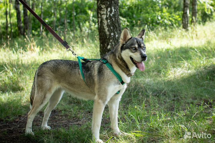 Алиса в поисках семьи
