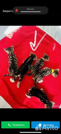 Бенгальский котенок девочка