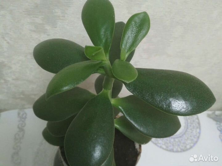Толстянка денежное дерево