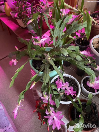 Комнатные растения