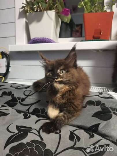 Мейн-кун девочка черепашка