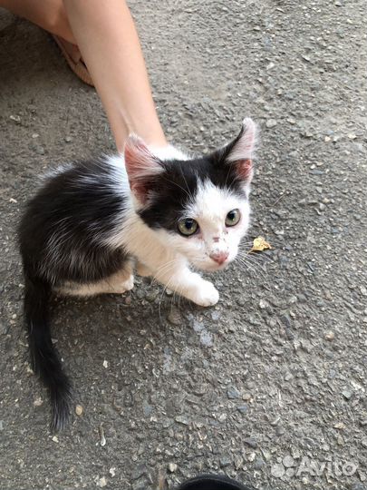 Кошка