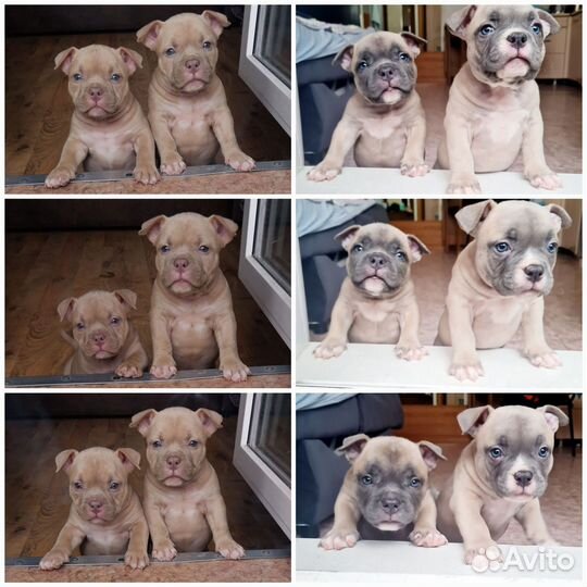 Американский булли