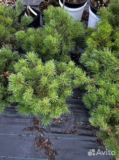 Сосна Горная В Ассортименте