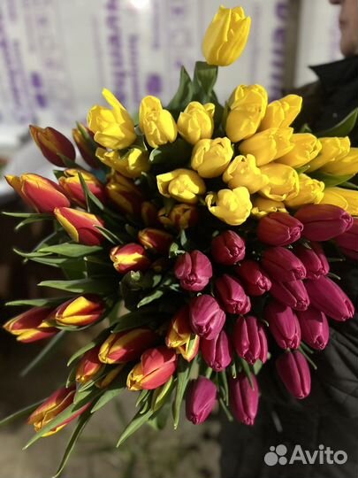 Продам тюльпан