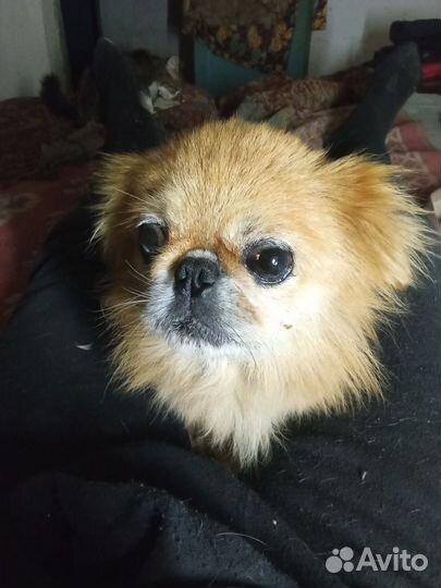 Пекинес в Нинах