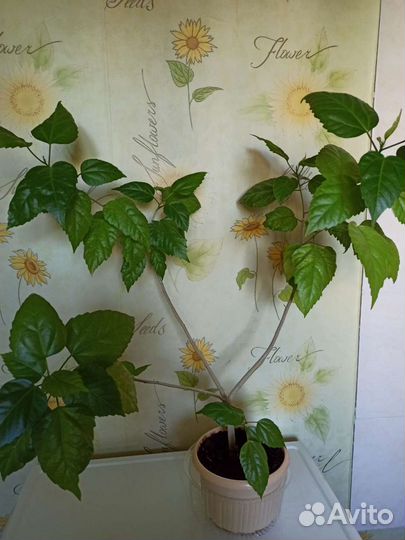 Роза Китайская