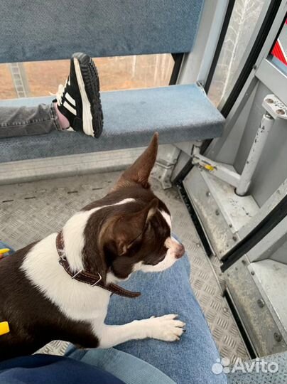 Чихуахуа девочка