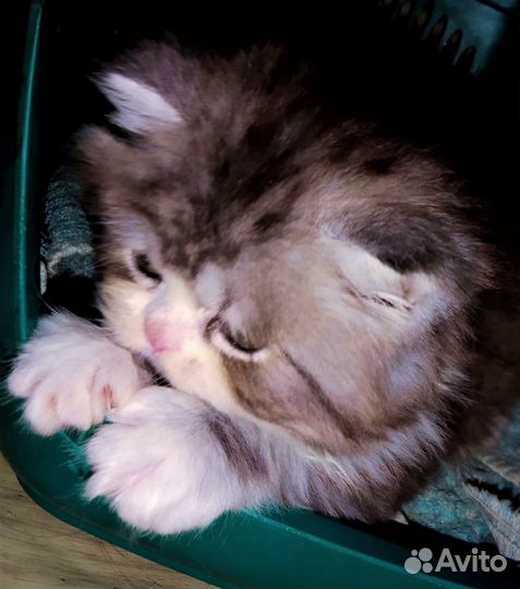 Котенок, шотландский мальчик