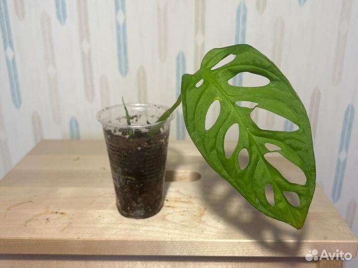 Монстера манки, Монстера Адансона минт