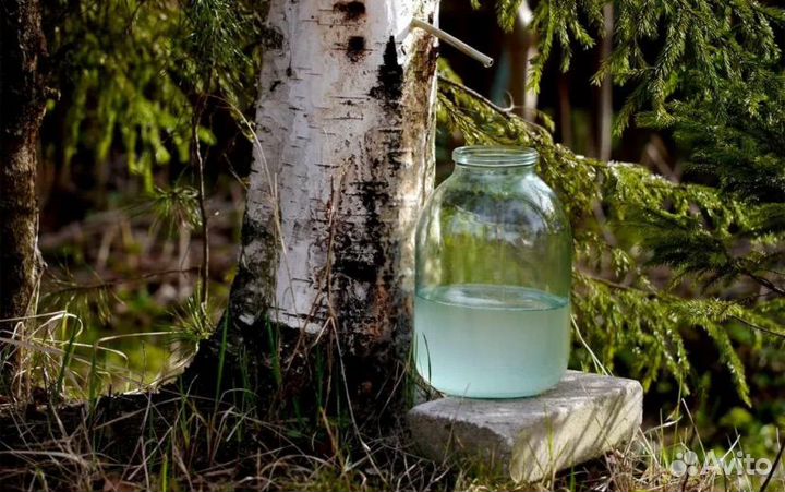 Берёзовый сок