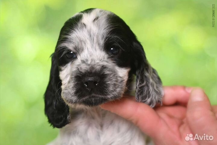 Собаки кокер спаниель