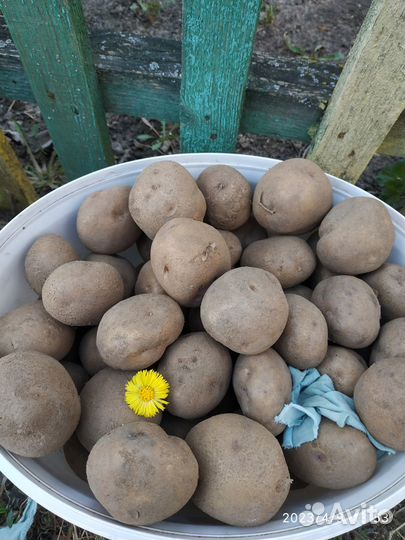 Семенной картофель Синеглазка