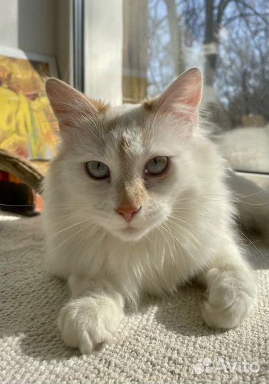 Кошка в добрые руки