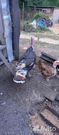 Продам индюков. Домашние