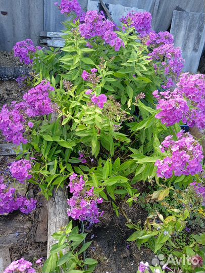 Зверобой посконник горноколосник шалфей ромашка