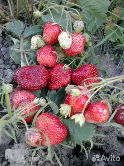 Клубника На рассаду