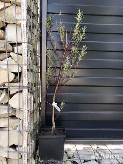 Ива розмаринолистная