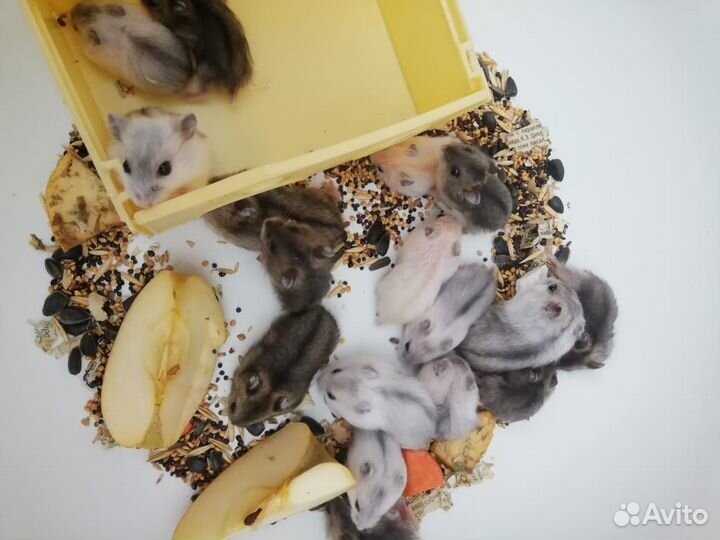 Джунгарский хомяк