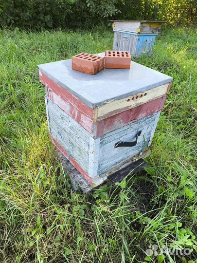 Ульи Дадан бу