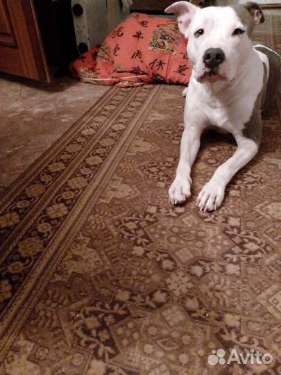 Стаффордширский терьер в добрые руки