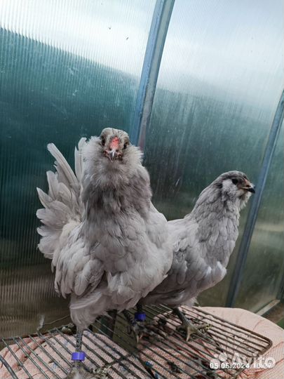 Амераукана курица+петушок