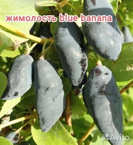 Жимолость синий банан