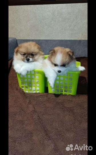Щенки шпица