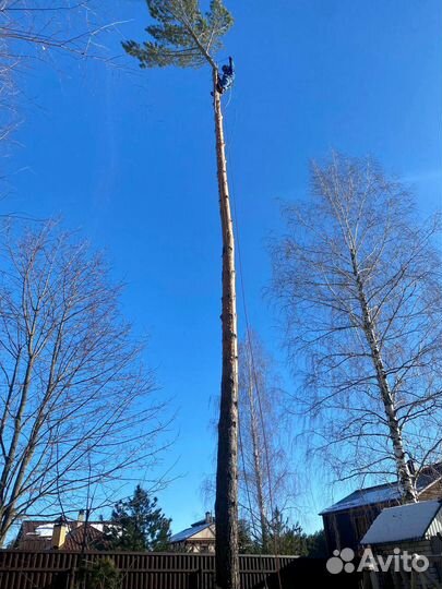 Спил, опиливание деревьев, спилить дерево