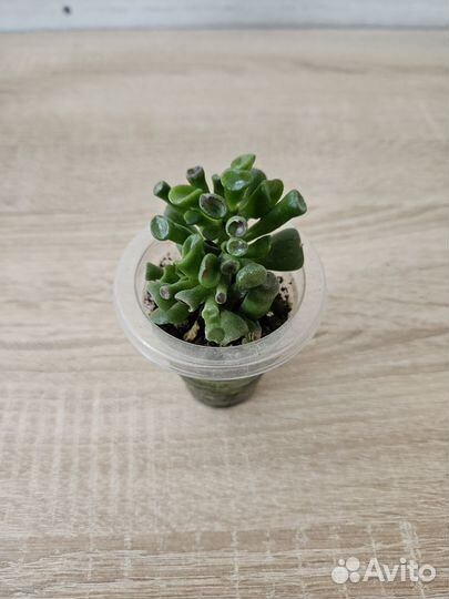 Суккуленты