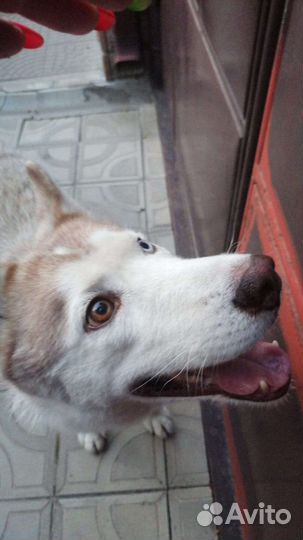 Найдена собака хаска