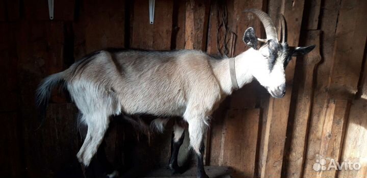 Коза дойная