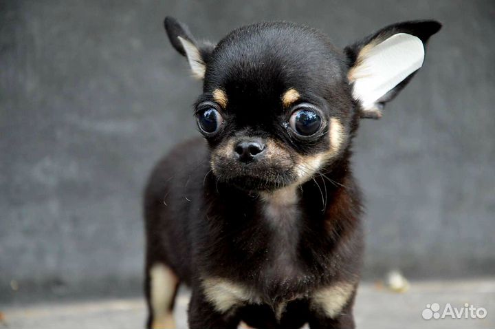 Чихуахуа мальчик
