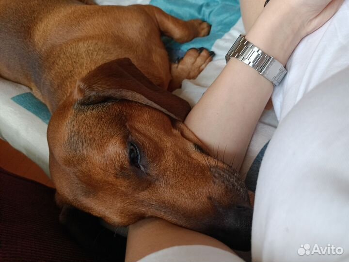 Вязка такса