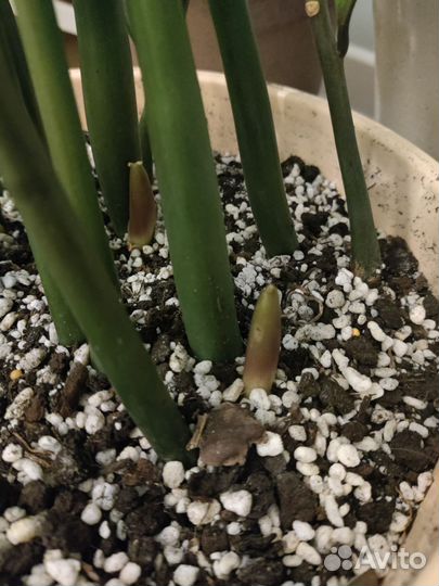 Замиокулькас