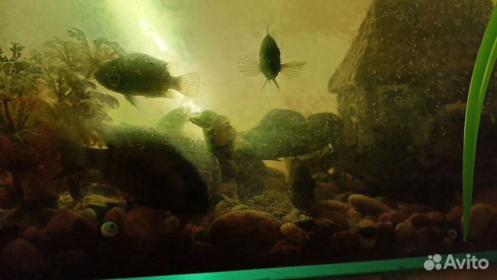 Аквариумные рыбки отдам бесплатно