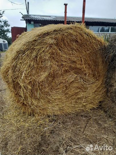 Солома 2023 года и конский перегной