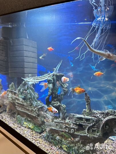 Аквариум вместе с рыбами