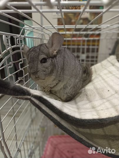 Семья шиншилл с пентхаусом