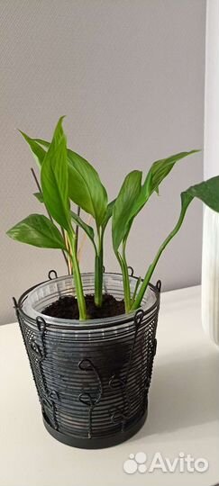 Спацифилум