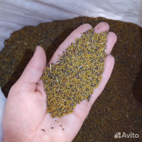 Семена люцерны