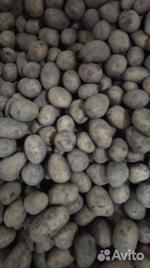 Картофель мелкий, и с травмой