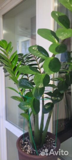 Замиокулькас