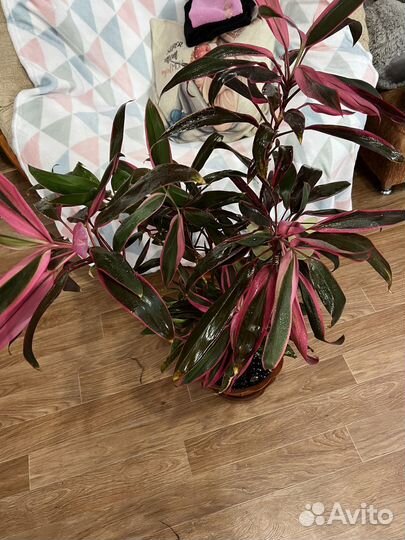 Живые цветы в горшках